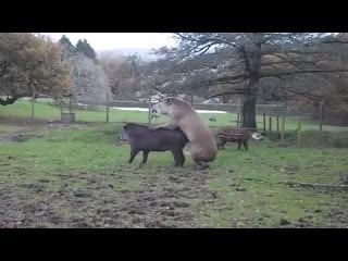 Tapir mating