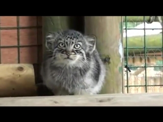 The kittens of the pallas cat cute and funny