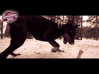 Доберман sunshine films