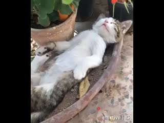 Lolo my caty 20200316 005816 0 mp4