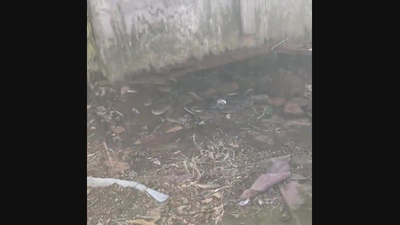 Фермер из техаса решил приподнять старый сарай, чтобы выгнать из под него змею