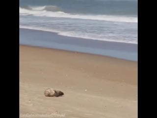 Тюлень загорает