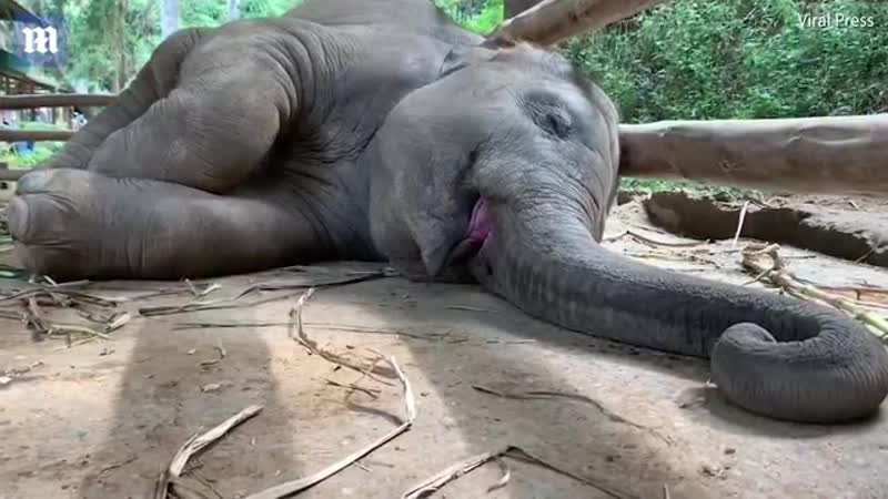 Храп слонёнка в таиландском заповеднике в чиангмае {}