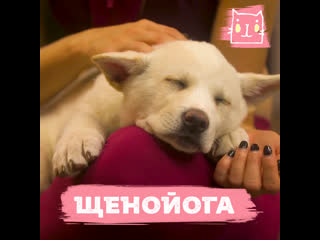 Йога с щенками