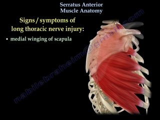 Serratus anterior muscle anatomy, winged scapula everything you need to know