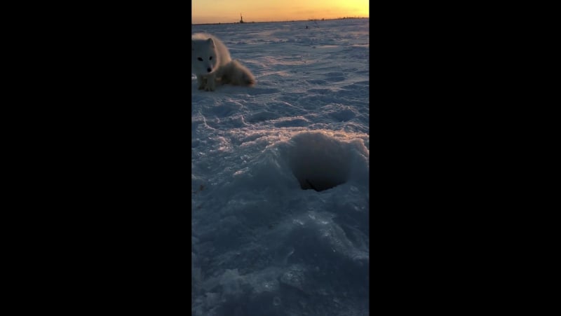 Наглый песец