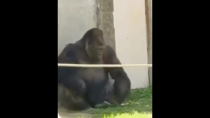 Гориллы забавляются атлетизм этих обезьян поражает!
