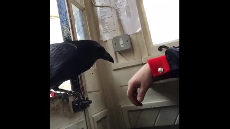 Утешитель merlina ))) 24 марта лондонский тауэр ravenmaster я довольно опечален