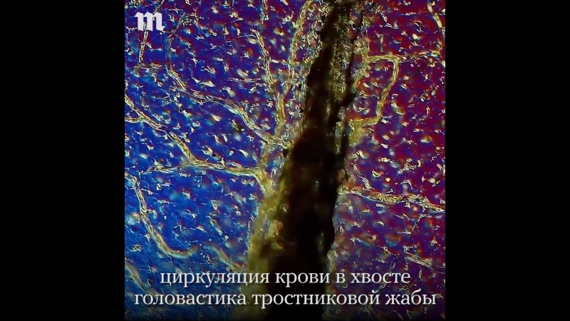 2016 porn video – Лучшие макрофотографии 2016 года