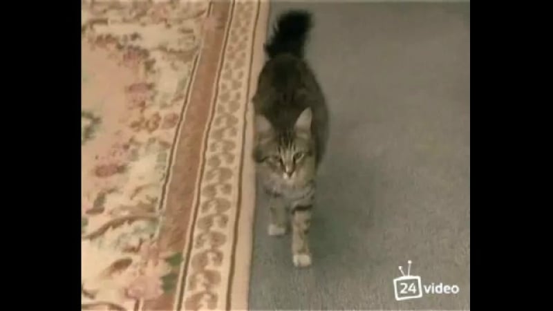 Баласы қарсылық білдірген анасын трассалайды