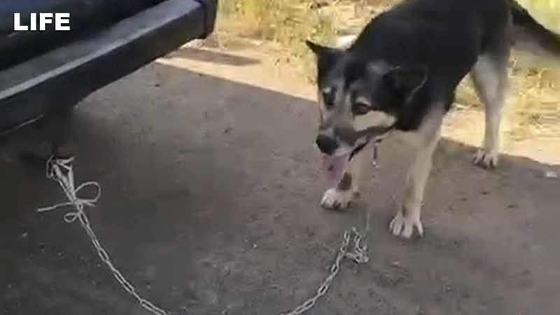 Пенсионер привязал молодые цепью к "ниве" и так тащил по дороге в уфе