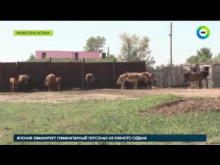 В казахстане развернулась борьба со вспышкой сибирской язвы