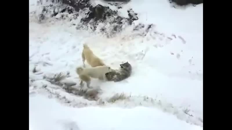 Kangal vs wolf