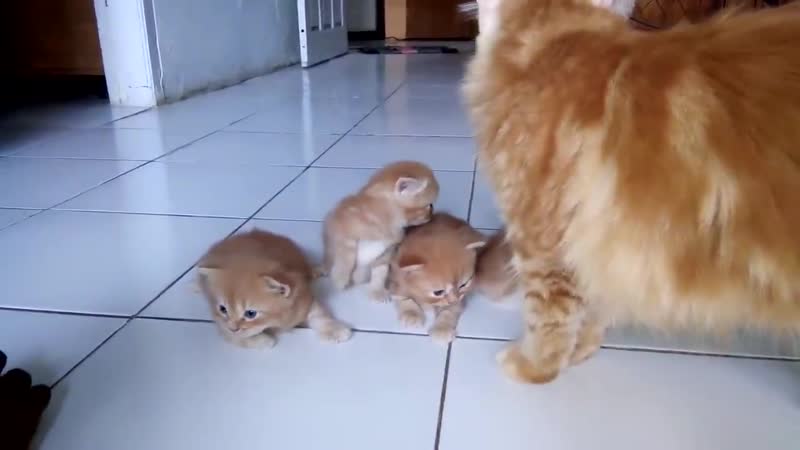 Kucing lucu baru lahir montok