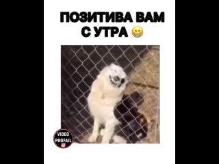 Братья наши меньшие