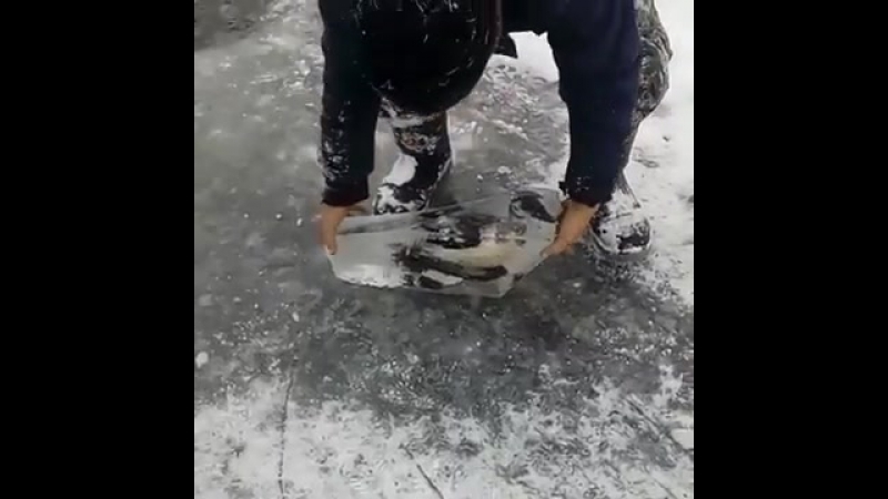 Неожиданная находка во льду