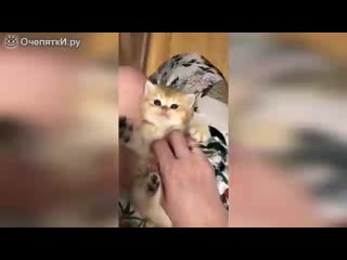 Коты и кошки в смешной подборке(0) mp4