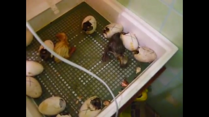 Инкубатор выводим гусят
