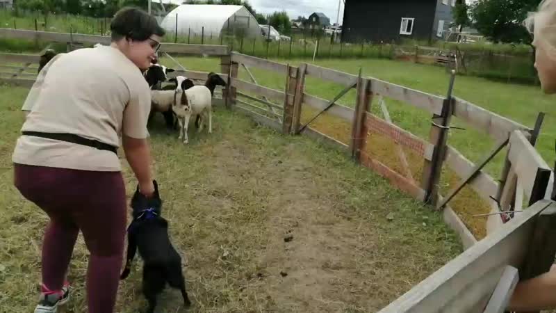 Баббл тренироа