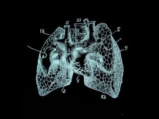 Lungs era by tabitha denholm