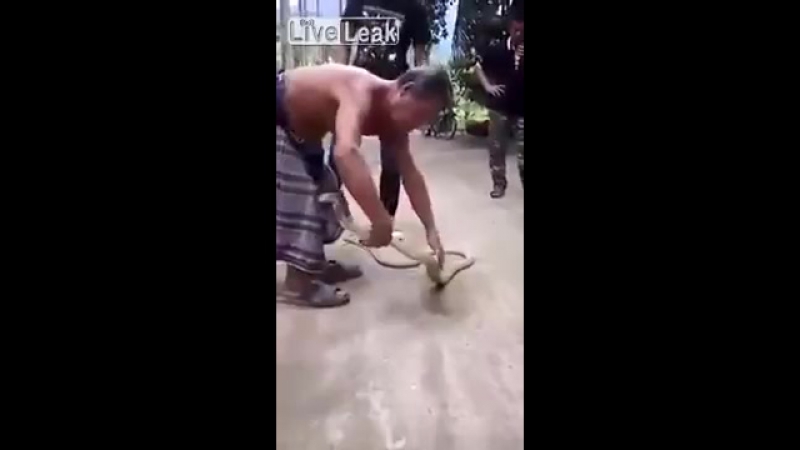 Опытный змеелов демонстрирует как брать кобру на руки