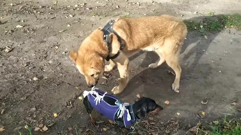 Дарвин и ляля кебаб