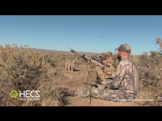 Hecs stealthscreen bobcat encounter