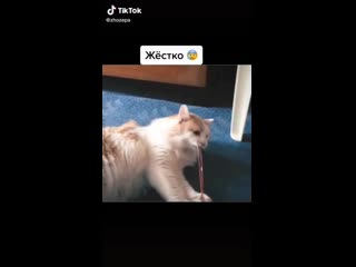 Жестко котику 😰