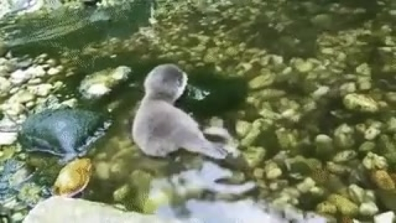 Детеныш выдры