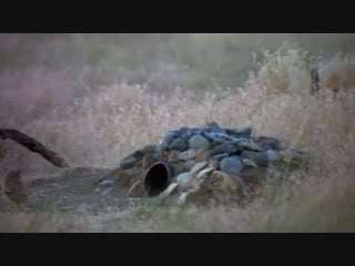Burrowing owls do not dig their own burrows and rely on other porn to create them one man has made 182 artificial burrows fo