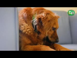 Наша жучка full hd 1080p mp4