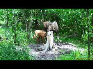 Лосиха и лосята в смоленском поозерье