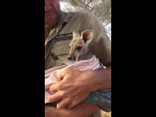 Orphan baby kangaroo loves her pouch