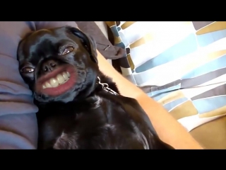 Barf barf barf woof woof woof