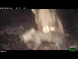 Black bear porn on tejon ranch