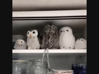 An eagle owl in the kitchen cupboard