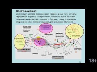 Дубынин вячеслав мозг любовь, секс, привязанность