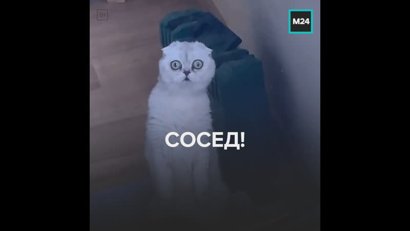 Офигевший кот подглядывает за соседями москва 24