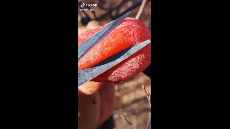 Сочная хурма в абхазии🍊