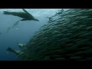 Sardine feeding frenzy whale, shark, dolphin and sea lions the hunt