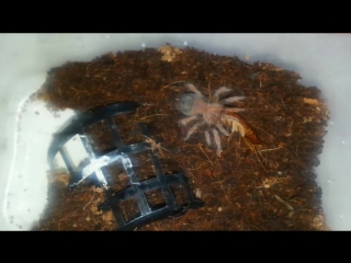 Brachypelma emilia (брахипельма эмилия) l5 кушает