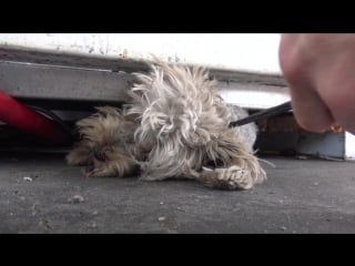 Tiny yorkie almost gets crushed by propane tanks! new hope for paws rescue video
