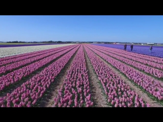 Dutch flower fields near keukenhof, the netherlands drone footage