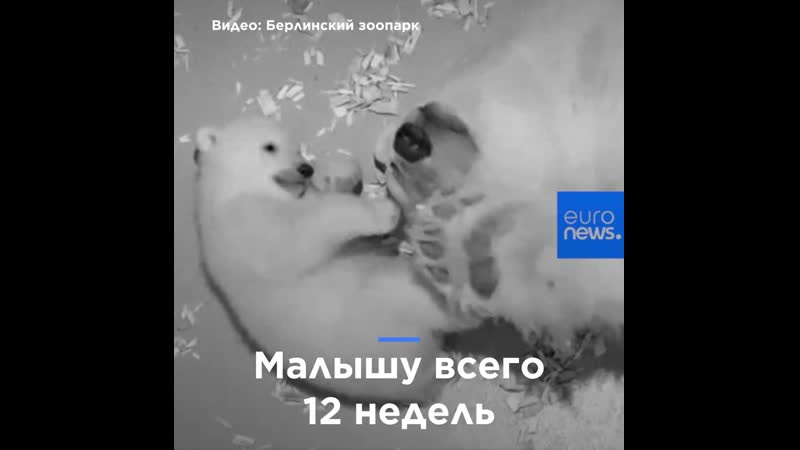 Nc | мими мишка играет с мамой в берлинском зоопарке