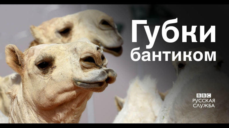 Скандал на конкурсе красоты верблюдов