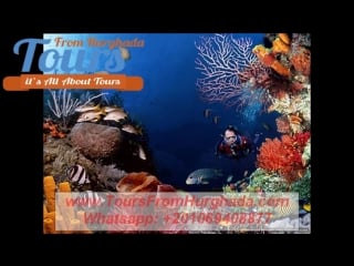 Makadi snorkelling excursion | tours from hurghada