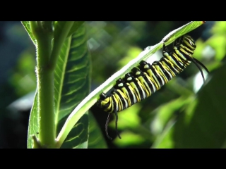 Monarch butterfly transforming