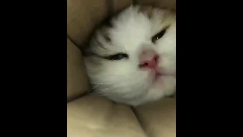 Милота зашкаливает 😂