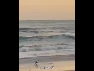 Неугомонный п сик (480p) mp4