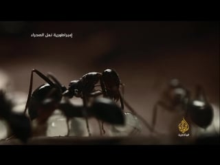 إمبراطورية نمل الصحراء hd